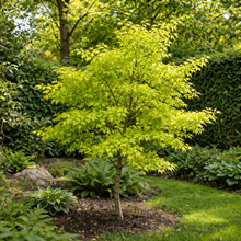 Acer palmatum 'Sango-kaku'