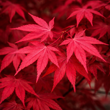 Acer palmatum 'Shaina'