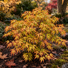 Acer palmatum 'Sharp's Pygmy'