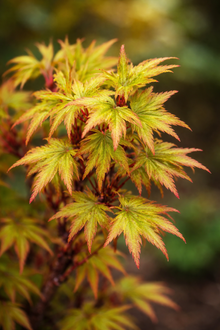 Acer palmatum 'Sharp's Pygmy'