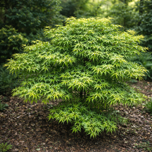 Acer palmatum 'Sharp's Pygmy'