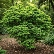 Acer palmatum 'Shishigashira'