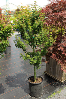 Acer palmatum 'Shishigashira'