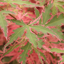 Acer palmatum 'Taylor'