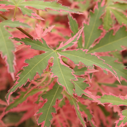 Acer palmatum 'Taylor'