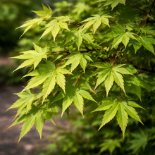 Acer palmatum 'Tobiosho'