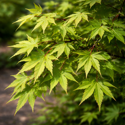 Acer palmatum 'Tobiosho'