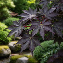 Acer palmatum 'Tsukushi gata'