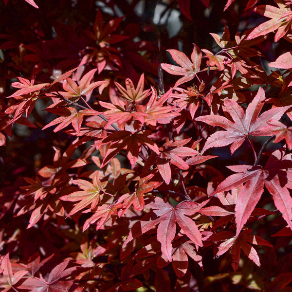 Acer palmatum 'Twombly's Red Sentinel'