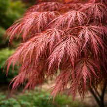 Acer palmatum var. dissectum 'Crimson Queen'