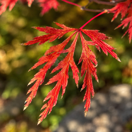 Acer palmatum var. dissectum ‘Orangeola’