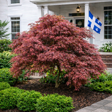 Acer palmatum var. dissectum 'Red Dragon'