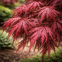 Acer palmatum var. dissectum 'Red Dragon'