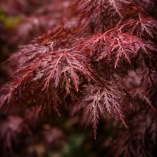 Acer palmatum var. dissectum 'Tamukeyama'