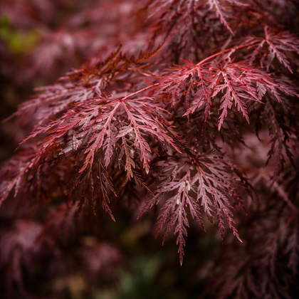 Acer palmatum var. dissectum 'Tamukeyama'