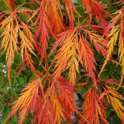 Acer palmatum var. dissectum ‘Waterfall’