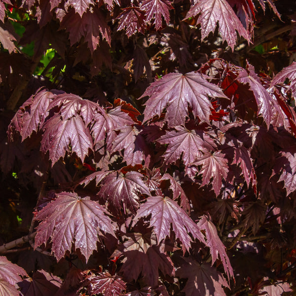 Acer platanoides 'Crimson Sentry'