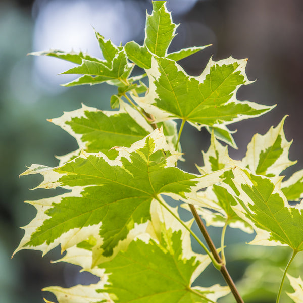 Acer platanoides 'Drummondii'