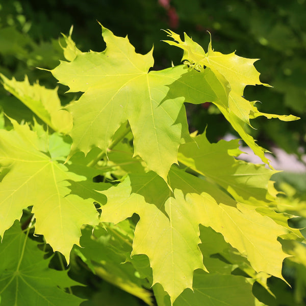 Acer platanoides 'Princeton Gold'