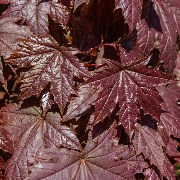 Acer platanoides 'Royal Red'