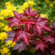 Acer platanoides 'Crimson King'