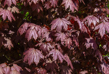 Acer platanoides 'Crimson Sentry'