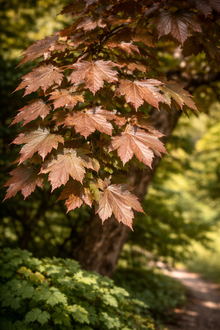 Acer platanoides 'Deborah'