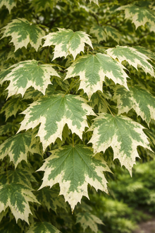 Acer platanoides 'Drummondii'