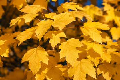 Norway Maple ‘Emerald Lustre’