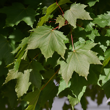 Norway Maple ‘Fairview’