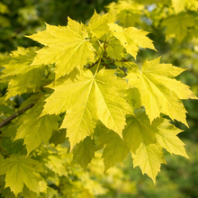 Acer platanoides 'Princeton Gold'