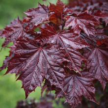 Acer platanoides ‘Royal Red’