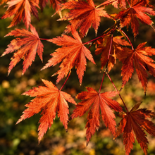 Érable Northern Glow® (<em>Acer pseudosieboldianum</em> × <em>Acer palmatum</em> ‘Hasselkus’)