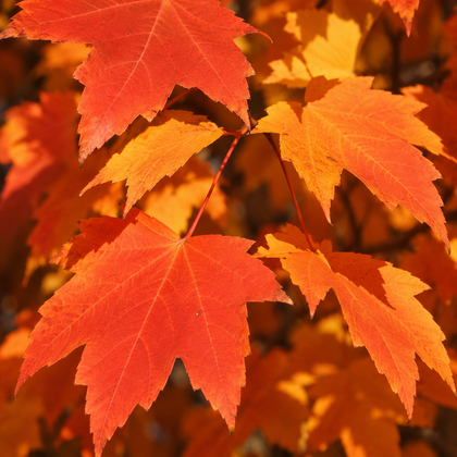 Acer rubrum 'Armstrong Gold'