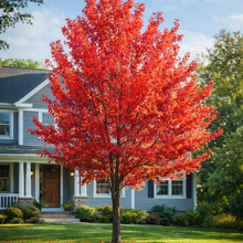 Acer rubrum 'Morgan'