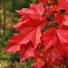 Acer rubrum 'Morgan'