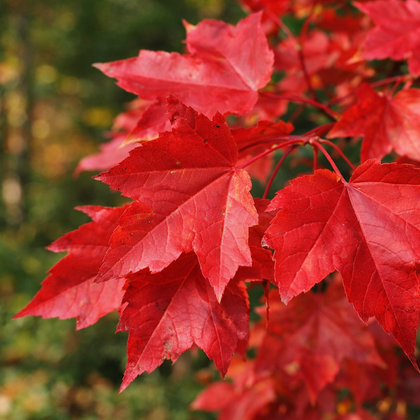 Acer rubrum 'Morgan'