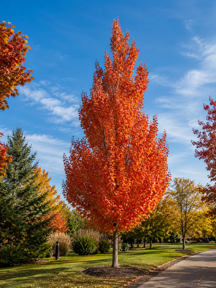 Acer rubrum ‘Red Rocket’