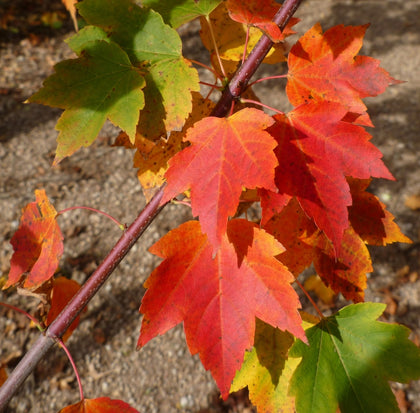 Acer rubrum ‘Red Rocket’