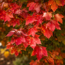 Acer rubrum 'Red Sunset'