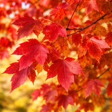 Acer rubrum 'Redpointe'