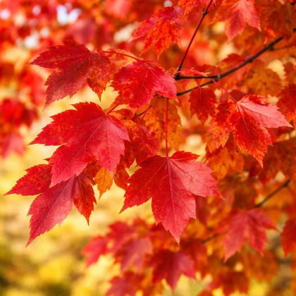Acer rubrum 'Redpointe'