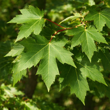 Acer saccharinum