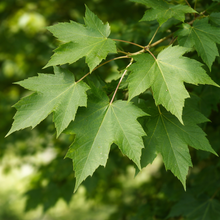 Acer saccharinum 'Apollo'