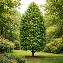 Acer saccharinum 'Apollo'