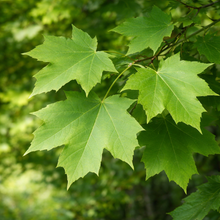 Acer saccharum