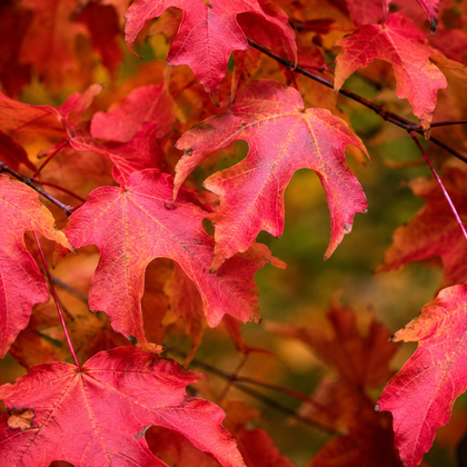 Acer saccharum ‘Fall Fiesta’
