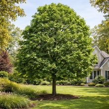 Acer saccharum 'Green Mountain'
