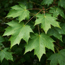 Acer saccharum 'Green Mountain'