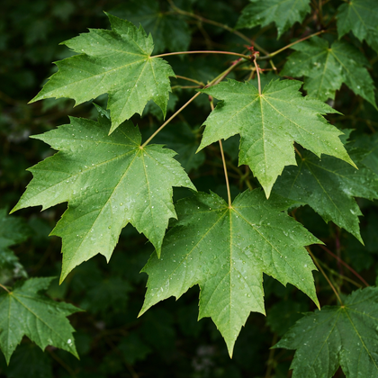 Acer saccharum 'Green Mountain'